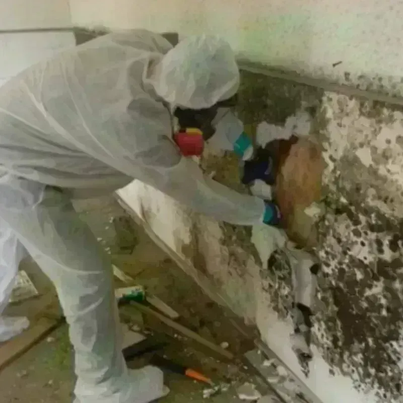 Mold Remediation and Removal in Colchester, VT